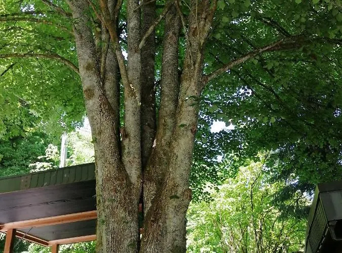 Les Rainettes Hébergement de vacances